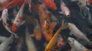 Amazing Fish Video Clips