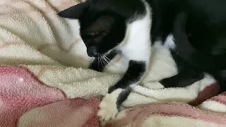 Black Beauty Cat Playing in Blanket .