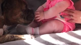 Beautiful Baby and Boxer and Best Buds