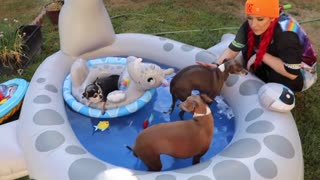 Pool Party For My Dogs! Very Fun!!