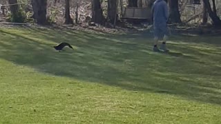 Duck Chases Owner, Then Acts Casual