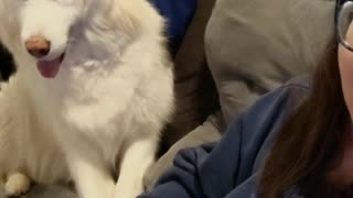 Fluffy husky demands scratches from owner