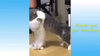 Cats Fighting