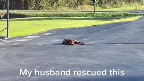 Rescued dog waits for dad