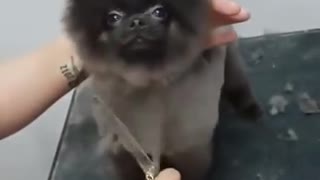 Watch this puppy dance while getting a haircut