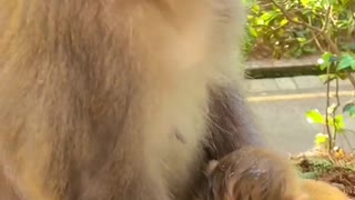 Mother monkey and Newborn Baby monkey