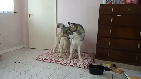 Husky and lamb battle for bed