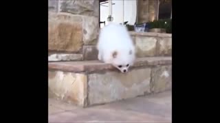 Cute Dog Falling Down Stairs