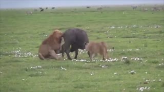 KILLER LION animal fight