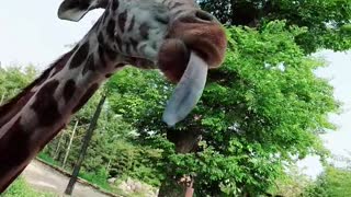 grass-eating giraffe