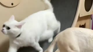 Cat Doing Exercise