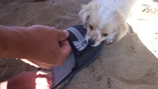 Cute puppy attack in the beach bar on Rhodes island