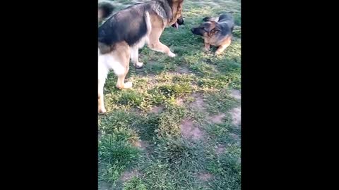 German Shepherd Puppy Dog Meet Big Brother New Friend Big Boy