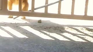 Adorable puppy playing with a rock
