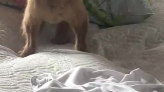 The dog tries to lie down