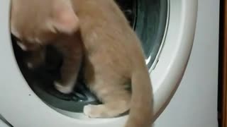 Kitten and a washing machine.