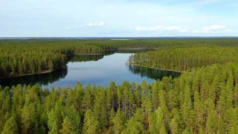 A dense forest.