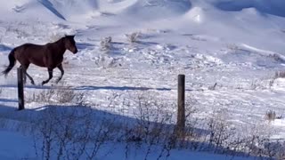 Playful horses