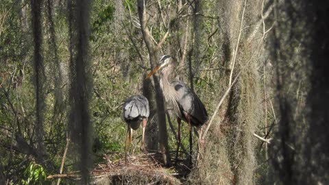 Great blue herons building a nest in Florida wetland