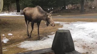 Agitated Moose Makes Warning Charge at Couple