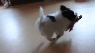 Papillon Puppy Playing