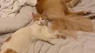 Dog Annoying Cat