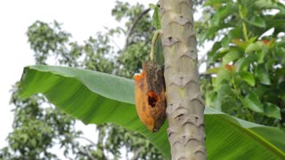 birds eating papaya
