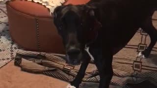 Funny Great Dane Running in Circles