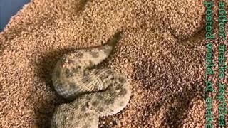 Snake world - Saharan Horned Viper