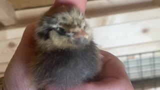 Baby Ameraucana Chicks!!! 03.2021