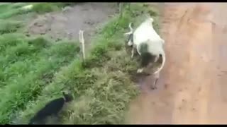 Bull And dog fighting