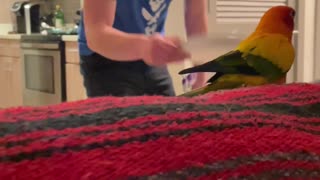 Parrot plays games with dad