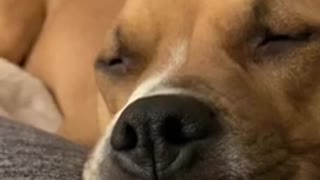 Dreaming Dog Is A Scary Sleeper