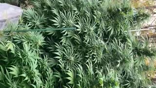 DHP greenhouse ©️ marijuana 10/7/2021
