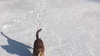 Dog first time seeing the snow