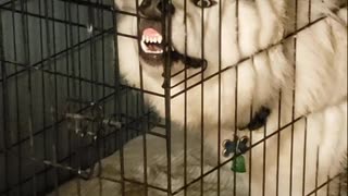 Muddy Dog Stuck In Crate Delivers Hysterical 'Broken' Face