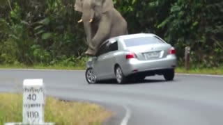 Elephant Attack in india 2021 upload