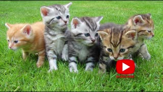 Adorable funny cats