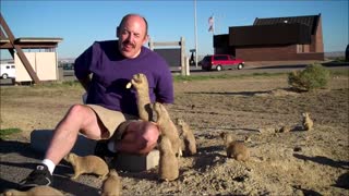Prairie Dogs Playing Cutest Compilation