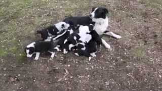 Mother dog milk feeding her puppies