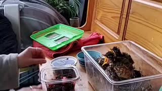 Rescued Baby Robins