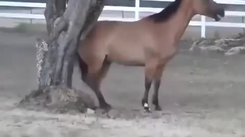 The Smartest Horse I Ever Seen Shake Down Tree!