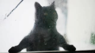 Cat Sneak Out and Regret it_Funny Pets Funny Pets