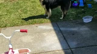 A dog and bubbles