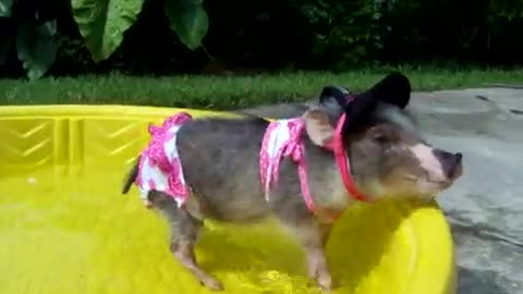 Mini pig in Bikini!