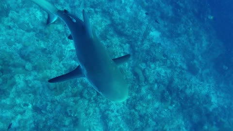Buzos tiene un inesperado encuentro cercano con hambrientos tiburones