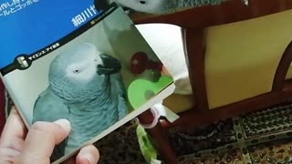 Smart parrot enjoyies reading a book