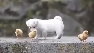 🐶Full Video Cute Puppy Playing with Chickens🐥