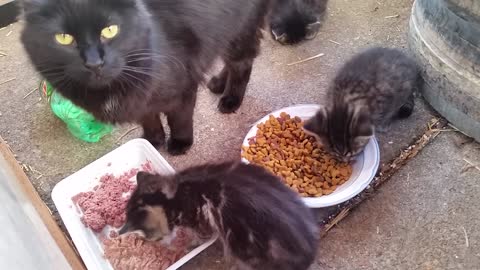 Stray cat eating with her kittens