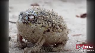 Squeaky Frog